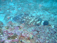 Epinephelus coeruleopunctatus