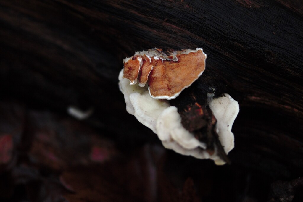Gloeoporus dichrous · November 2025 · photo: © stargazerhs (iNaturalist, cc-by)