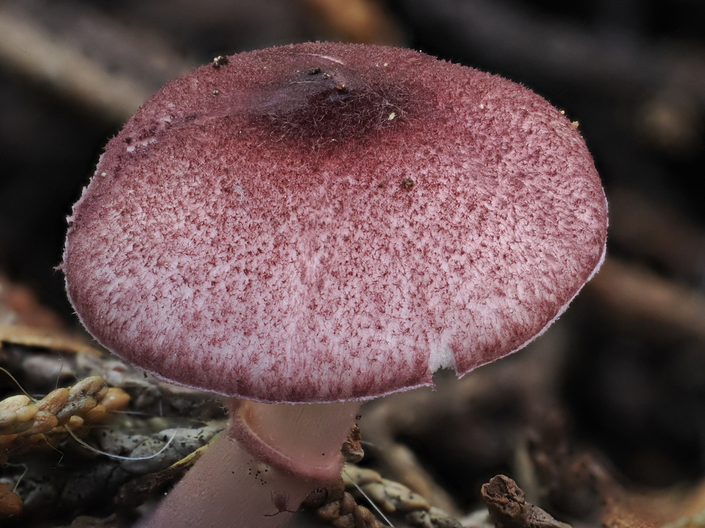 Leucocoprinus roseilividus