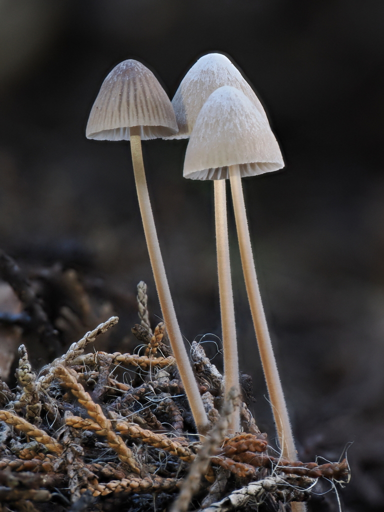 Mycena leptocephala · December 2025 · photo: © alan_rockefeller (iNaturalist, cc-by-sa)