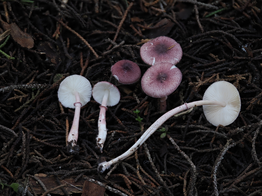Leucocoprinus roseilividus · December 2025 · photo: © alan_rockefeller (iNaturalist, cc-by-sa)