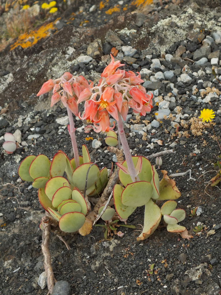 pig's ear (NatCarbon EC Plant Guide) · iNaturalist