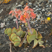 Cotyledon orbiculata - Photo (c) Matthieu Gauvain, μερικά δικαιώματα διατηρούνται (CC BY-NC)