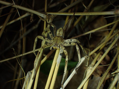 Heteropoda onoi