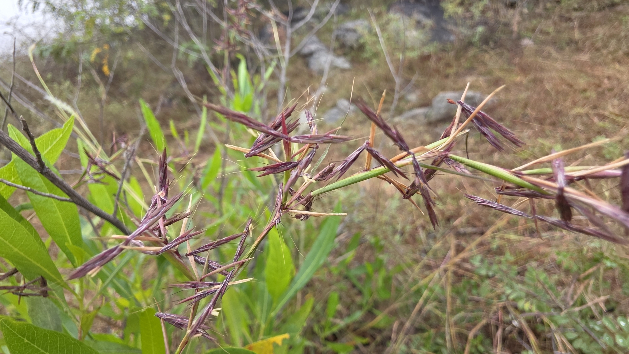 Broad-Leaved Turpentine Grass (Cymbopogon caesius)