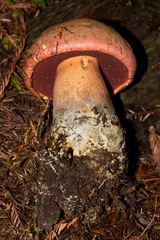 Rubroboletus pulcherrimus