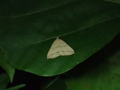 Loxioda similis