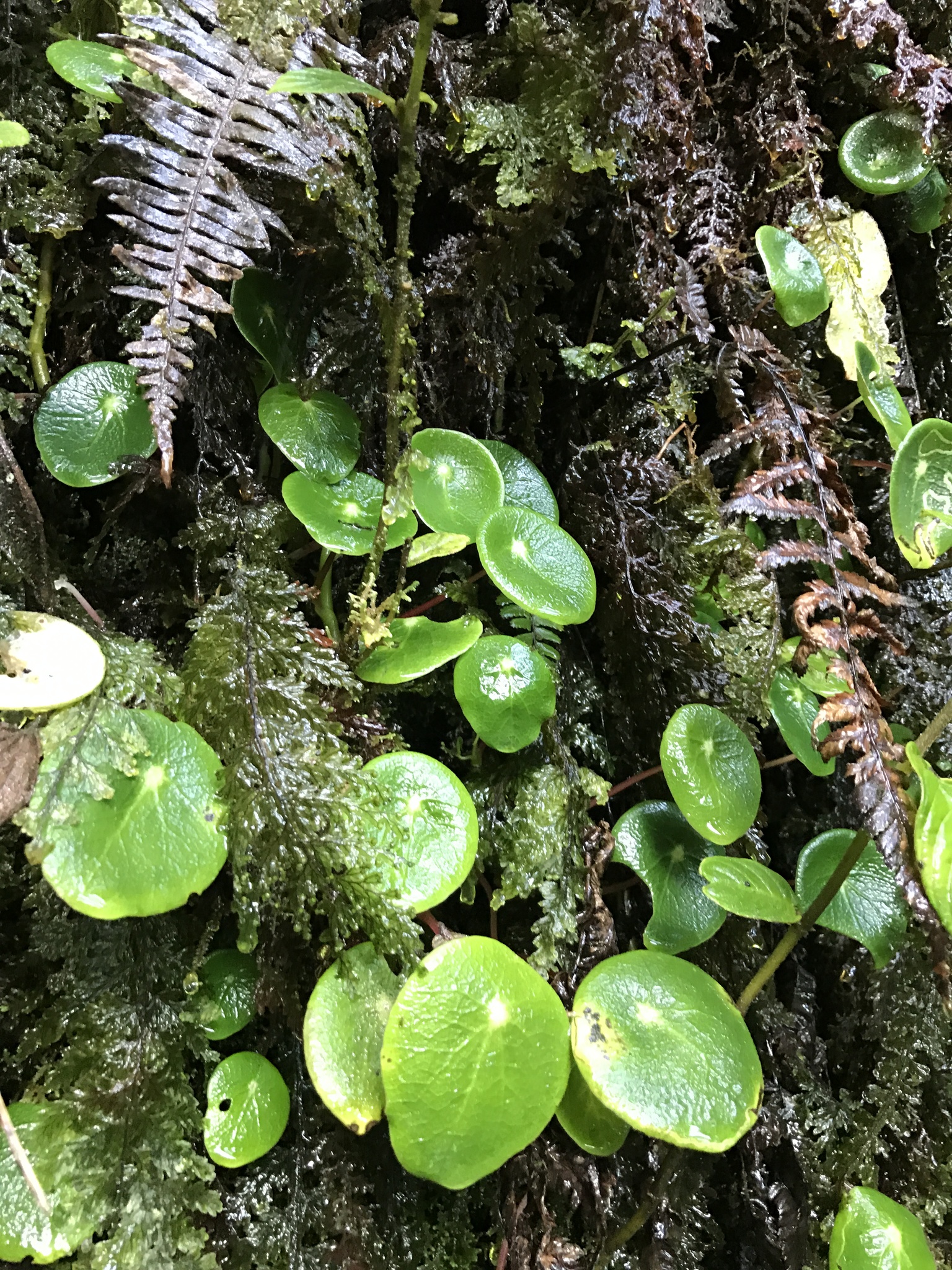 Peperomia tropeoloides image