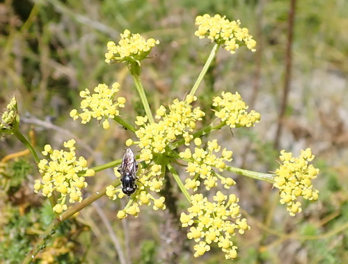 Image of Notobubon ferulaceum by (c) Nicola van Berkel, some rights reserved (CC BY-SA)