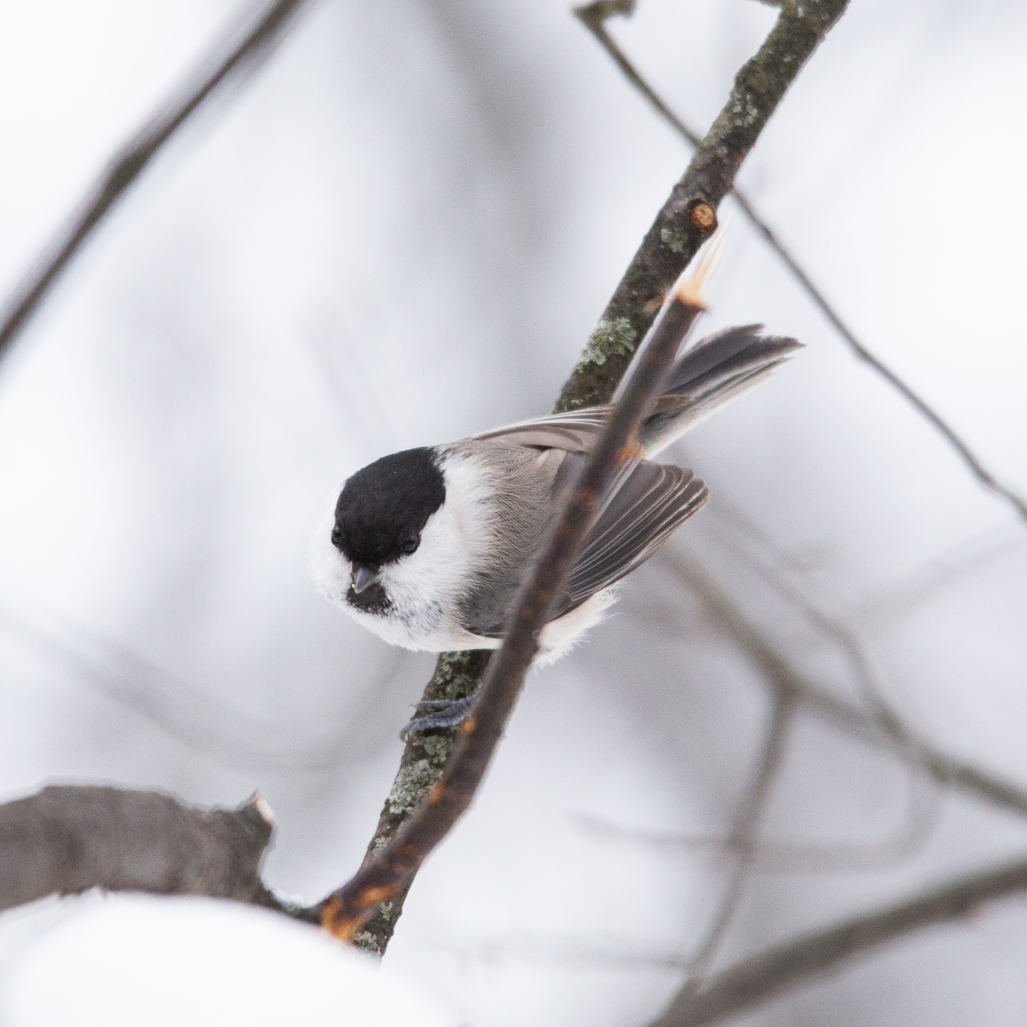 Willow Tit