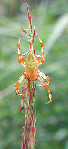 Four-spot Orbweaver