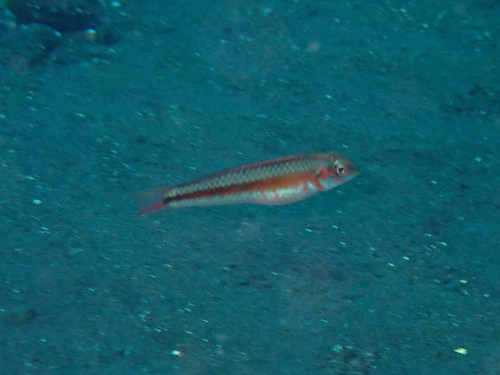 Leptojulis chrysotaenia observed 2025-06-29
