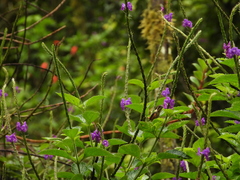 Chaetocercus heliodor