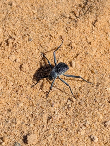 Adesmia biskreensis