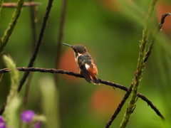 Chaetocercus heliodor
