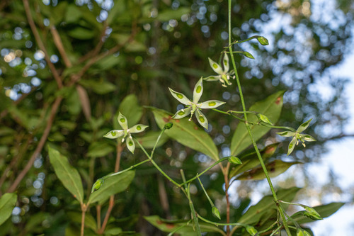 Swertia tashiroi, 2025-11-30