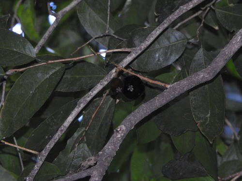 Hydnocarpus heterophyllus
