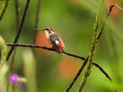 Chaetocercus heliodor