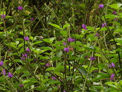 Chaetocercus heliodor