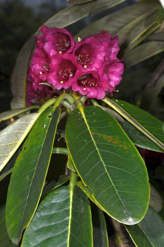 Rhododendron hodgsonii, photograph 1
