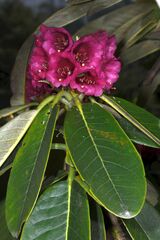 Rhododendron hodgsonii