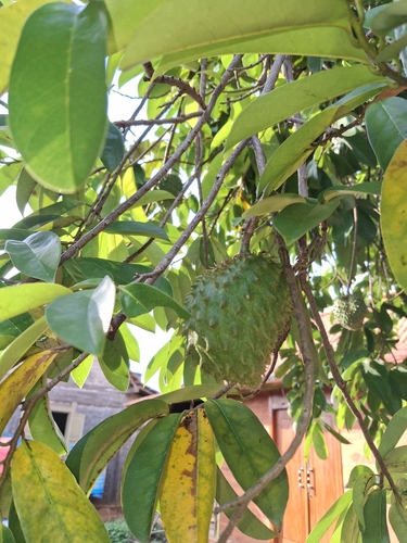 Soursop