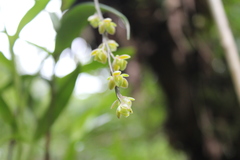 Epidendrum laucheanum