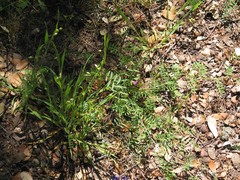 Vicia sativa amphicarpa