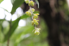 Epidendrum laucheanum