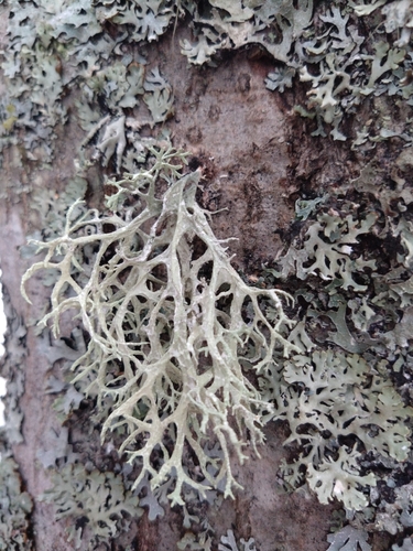 Oakmoss