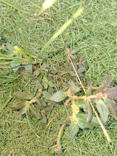 Asthma Plant