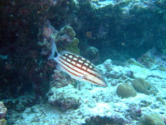 Lutjanus decussatus