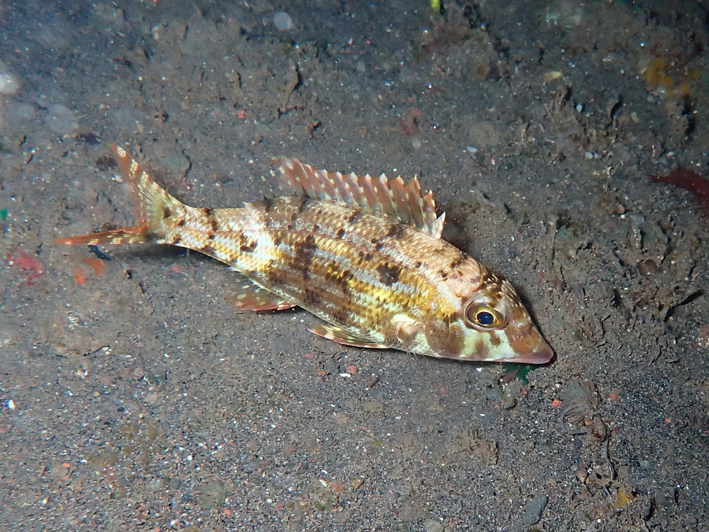 Emperor (Lethrinus reticulatus) — Lethrinidae