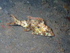 Red Snout Emperor photo 2