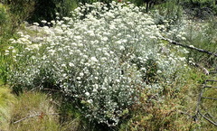 Helichrysum petiolare