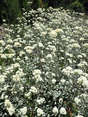 Helichrysum petiolare