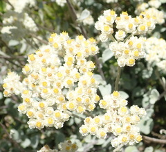 Helichrysum petiolare