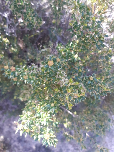 Coast ground-berry (Acrotriche cordata)