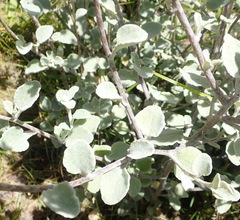 Helichrysum petiolare