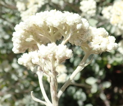 Helichrysum petiolare