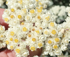 Helichrysum petiolare