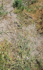Wahlenbergia androsacea