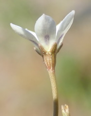 Wahlenbergia androsacea