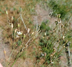 Wahlenbergia androsacea