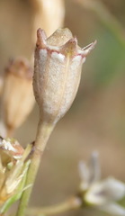 Wahlenbergia androsacea