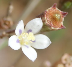 Wahlenbergia androsacea