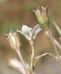 Wahlenbergia androsacea