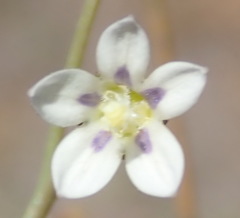 Wahlenbergia androsacea