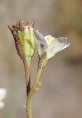 Wahlenbergia androsacea