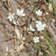 Wahlenbergia androsacea